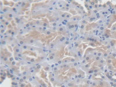 Polyclonal Antibody to Angiotensin I (AngI)