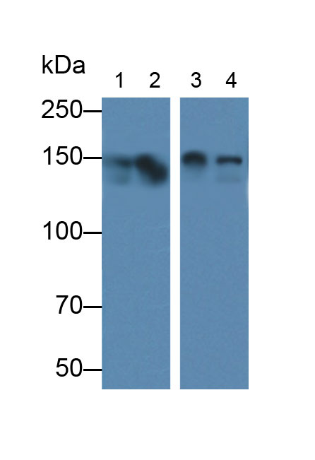 Polyclonal Antibody to Nitric Oxide Synthase 1, Neuronal (NOS1)