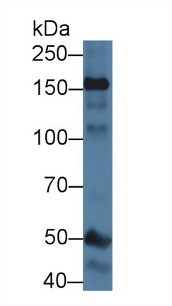 Polyclonal Antibody to Nitric Oxide Synthase 1, Neuronal (NOS1)