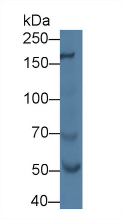 Polyclonal Antibody to Nitric Oxide Synthase 1, Neuronal (NOS1)