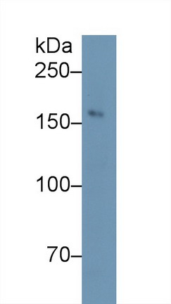 Polyclonal Antibody to Nitric Oxide Synthase 1, Neuronal (NOS1)