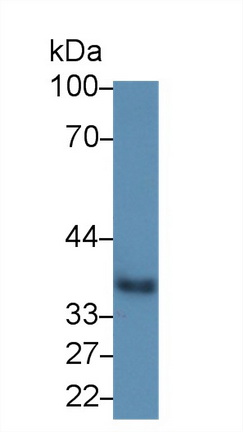 Polyclonal Antibody to Haptoglobin (Hpt)