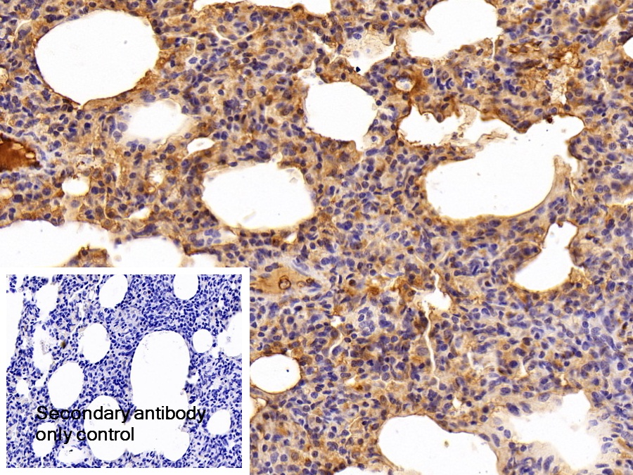 Polyclonal Antibody to Haptoglobin (Hpt)