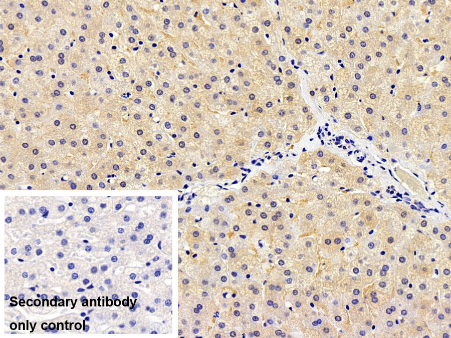 Polyclonal Antibody to Haptoglobin (Hpt)