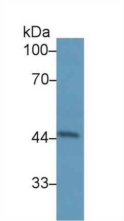 Polyclonal Antibody to Haptoglobin (Hpt)