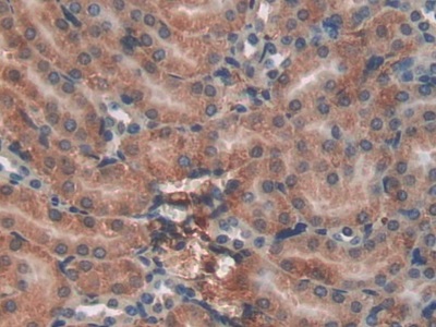 Polyclonal Antibody to Haptoglobin (Hpt)