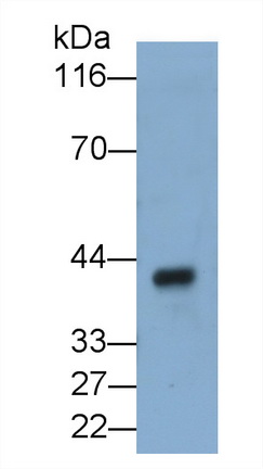 Polyclonal Antibody to Haptoglobin (Hpt)