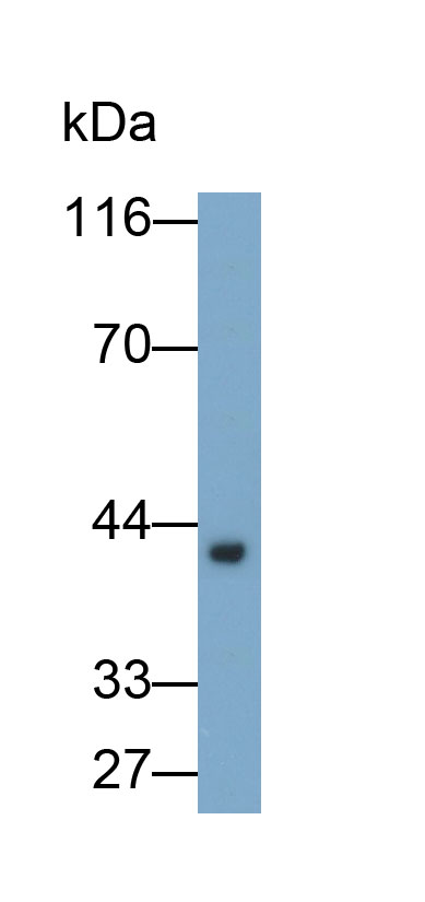 Polyclonal Antibody to Haptoglobin (Hpt)