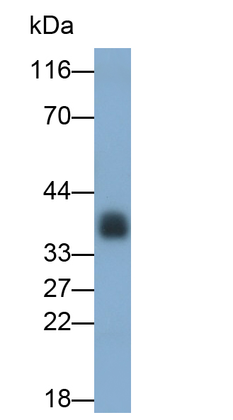 Polyclonal Antibody to Haptoglobin (Hpt)