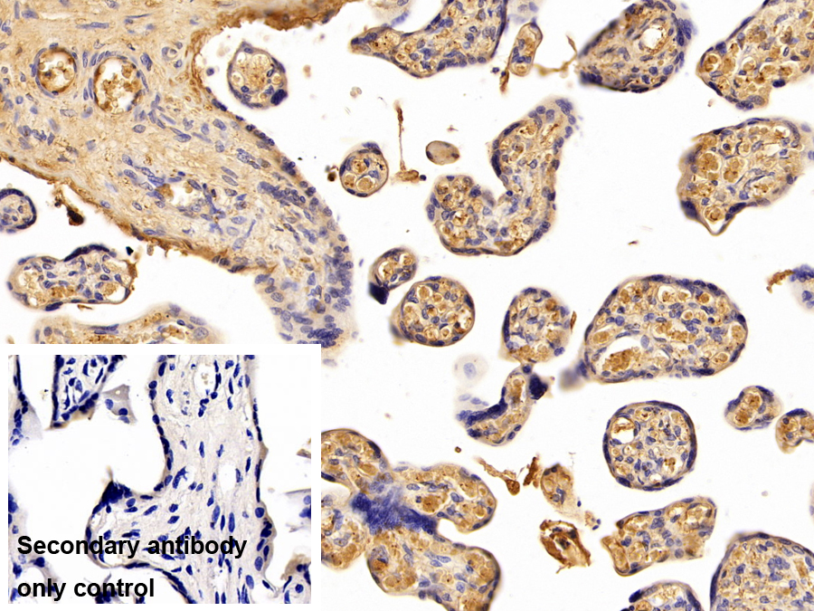 Polyclonal Antibody to Haptoglobin (Hpt)