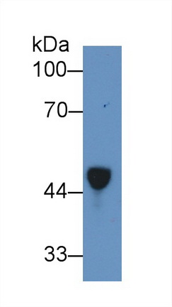 Polyclonal Antibody to Haptoglobin (Hpt)