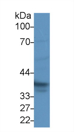 Polyclonal Antibody to Haptoglobin (Hpt)