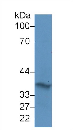 Polyclonal Antibody to Haptoglobin (Hpt)