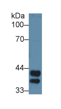 Polyclonal Antibody to Haptoglobin (Hpt)