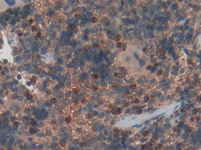 Polyclonal Antibody to Haptoglobin (Hpt)