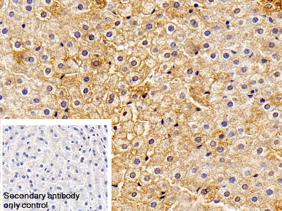 Polyclonal Antibody to Haptoglobin (Hpt)