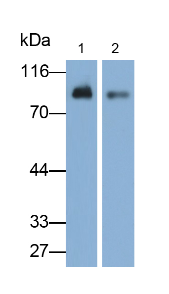 Polyclonal Antibody to Coagulation Factor II (F2)