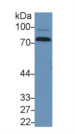 Polyclonal Antibody to Coagulation Factor II (F2)