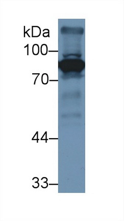 Polyclonal Antibody to Coagulation Factor II (F2)