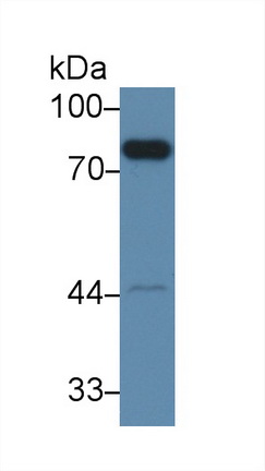 Polyclonal Antibody to Coagulation Factor II (F2)