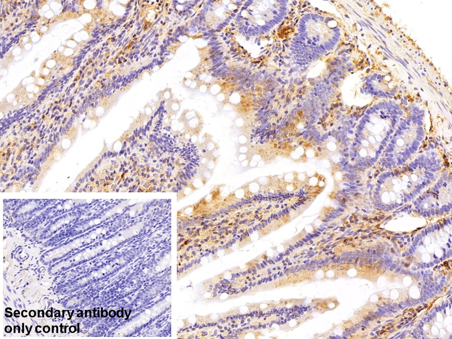 Polyclonal Antibody to Coagulation Factor II (F2)