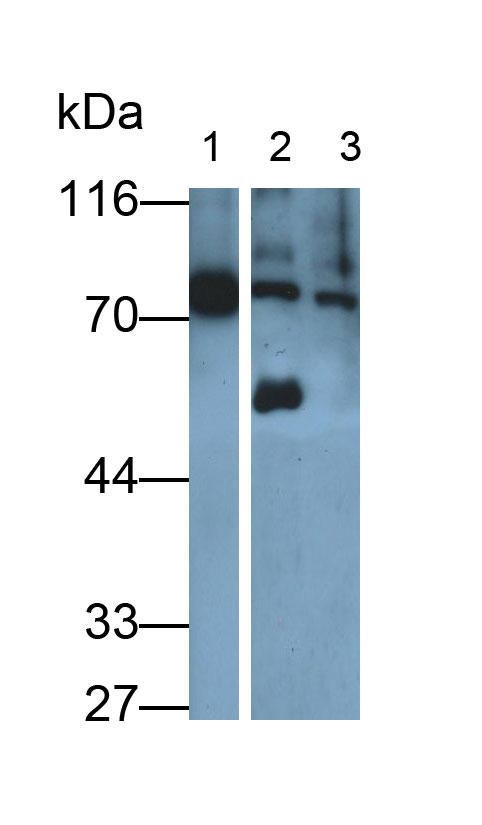 Polyclonal Antibody to Coagulation Factor II (F2)