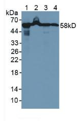 Polyclonal Antibody to Heat Shock Protein 60 (Hsp60)