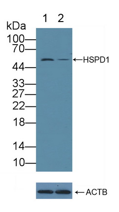 Polyclonal Antibody to Heat Shock Protein 60 (Hsp60)