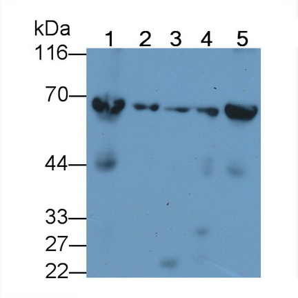 Polyclonal Antibody to Heat Shock Protein 60 (Hsp60)