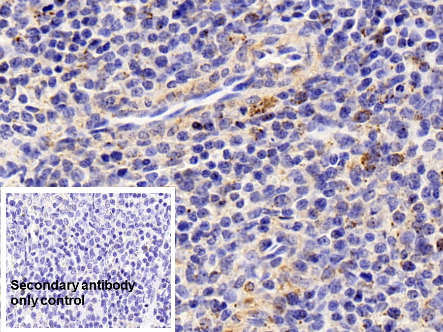 Polyclonal Antibody to Heat Shock Protein 60 (Hsp60)