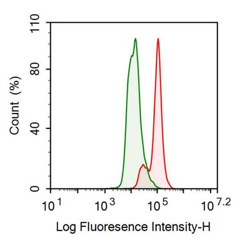 Polyclonal Antibody to Heat Shock Protein 60 (Hsp60)