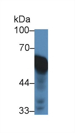 Polyclonal Antibody to Heat Shock Protein 60 (Hsp60)