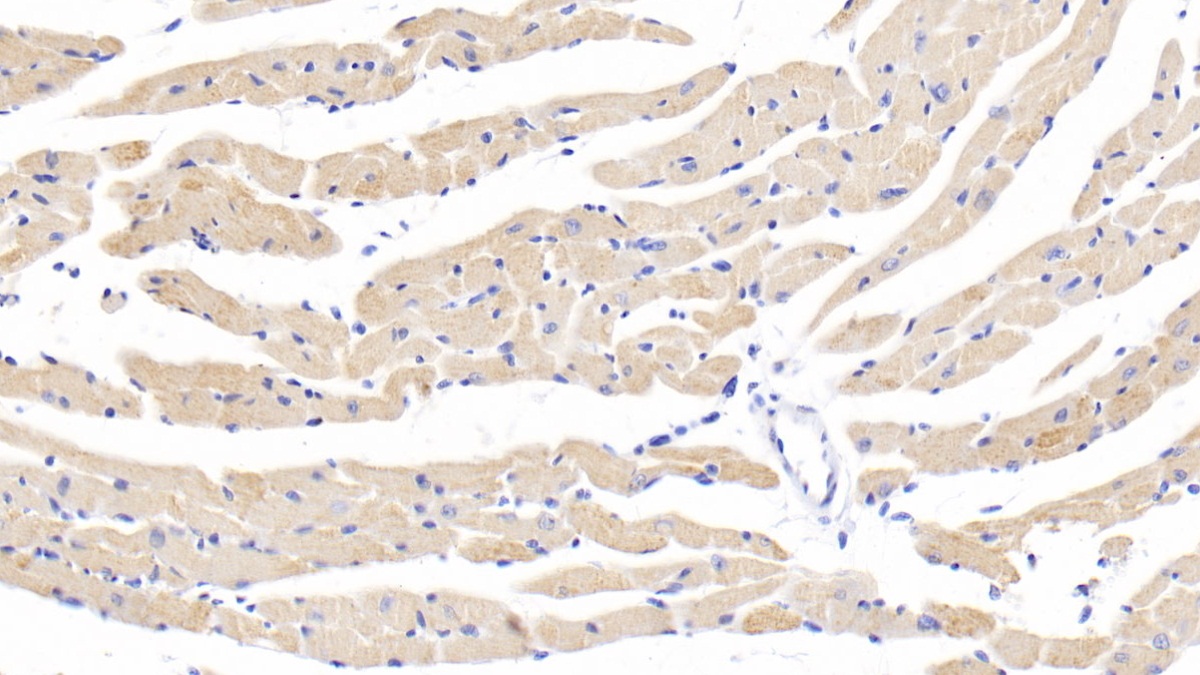 Polyclonal Antibody to Heat Shock Protein 60 (Hsp60)