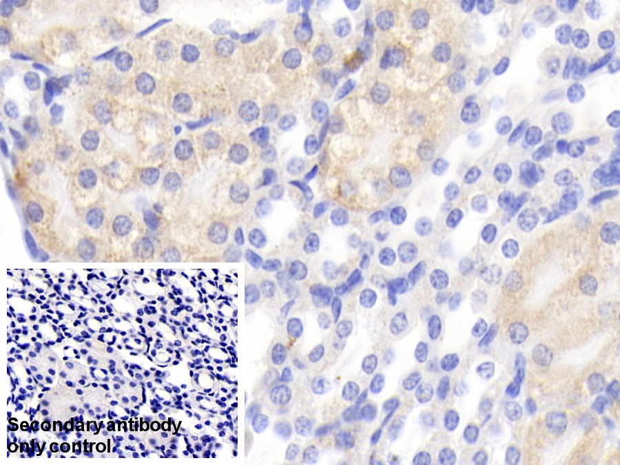 Polyclonal Antibody to Heat Shock Protein 60 (Hsp60)