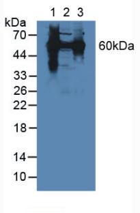 Polyclonal Antibody to Heat Shock Protein 60 (Hsp60)