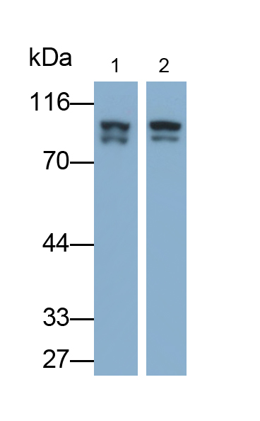 Polyclonal Antibody to Heat Shock Protein 90kDa Beta 1 (HSP90b1)