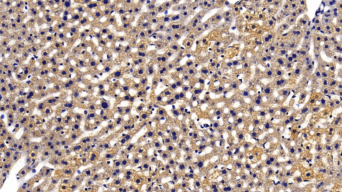 Polyclonal Antibody to Heat Shock Protein 90kDa Beta 1 (HSP90b1)