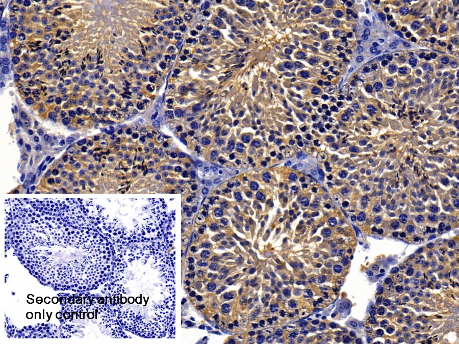 Polyclonal Antibody to Heat Shock Protein 90kDa Beta 1 (HSP90b1)