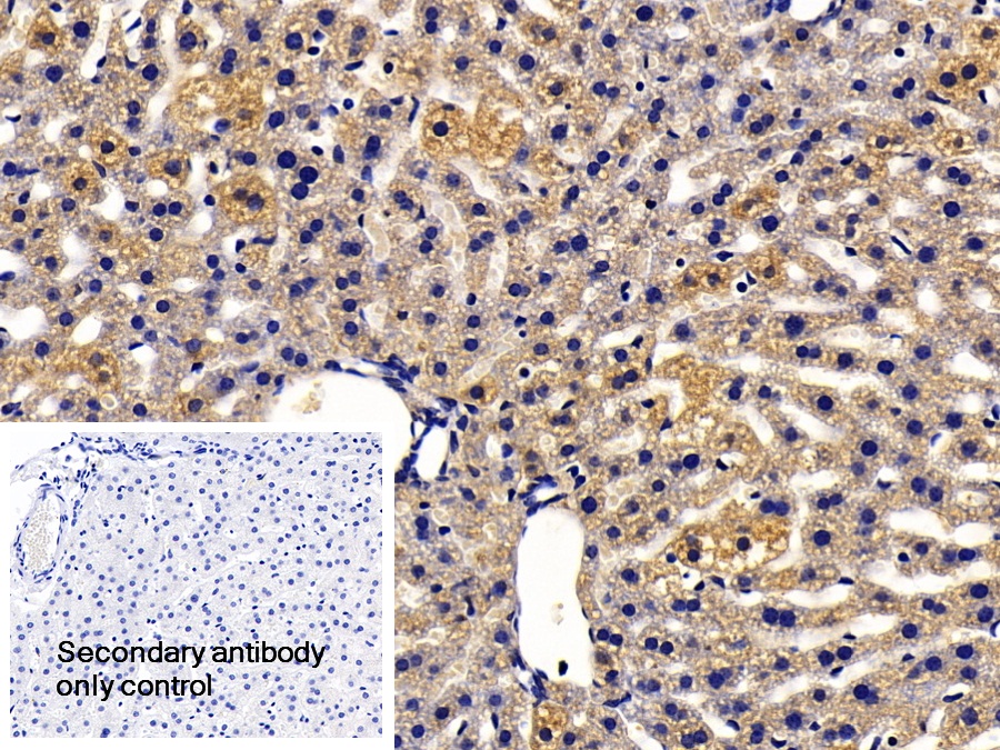 Polyclonal Antibody to Heat Shock Protein 90kDa Beta 1 (HSP90b1)