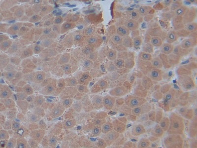 Polyclonal Antibody to Tumor Necrosis Factor Ligand Superfamily, Member 14 (TNFSF14)