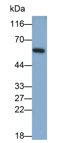 Polyclonal Antibody to Immunoglobulin G3 (IgG3)