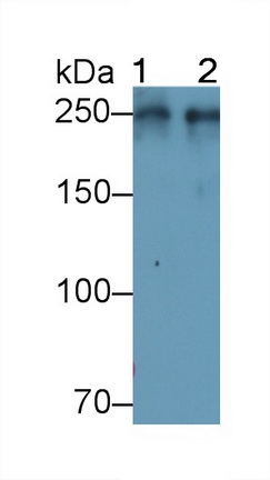 Polyclonal Antibody to Von Willebrand Factor (vWF)