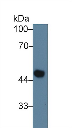 Polyclonal Antibody to Coagulation Factor X (F10)