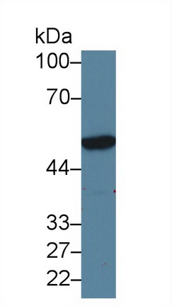 Polyclonal Antibody to Coagulation Factor X (F10)