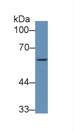 Polyclonal Antibody to Coagulation Factor IX (F9)