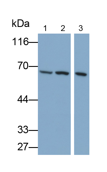 Polyclonal Antibody to Coagulation Factor IX (F9)