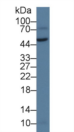 Polyclonal Antibody to Von Willebrand Factor A Domain Containing Protein 1 (vWA1)