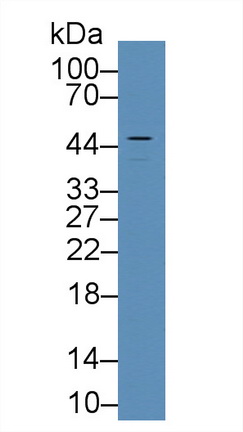 Polyclonal Antibody to Von Willebrand Factor A Domain Containing Protein 1 (vWA1)