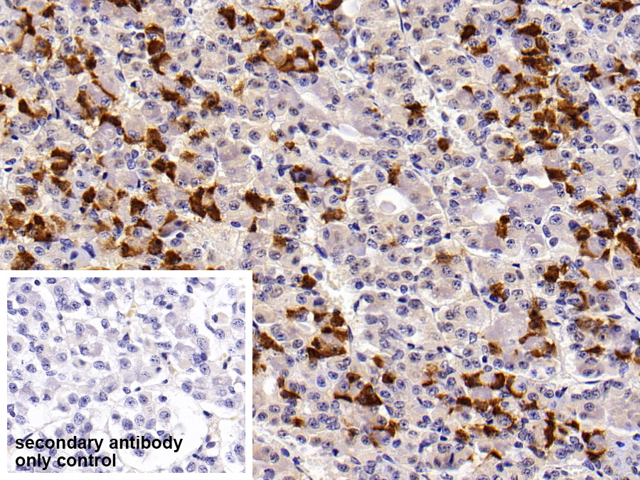 Polyclonal Antibody to Prolactin (PRL)