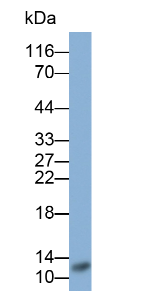 Polyclonal Antibody to Resistin (RETN)